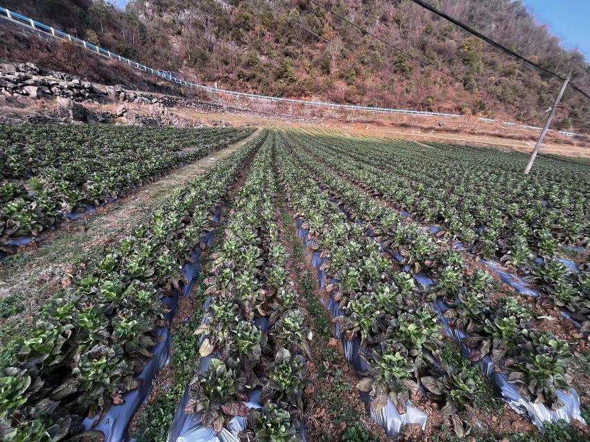 莴苣田间种植图