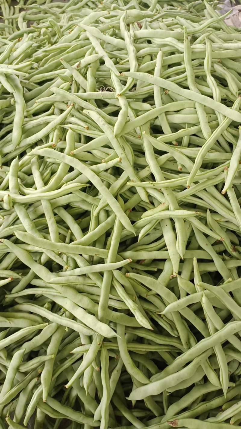 徐闻县精品四季豆，大量上市，全国代发，诚信经营。