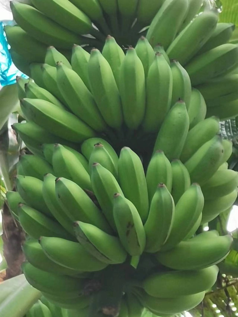 小米焦湛江硇州岛。,:.-，,.....