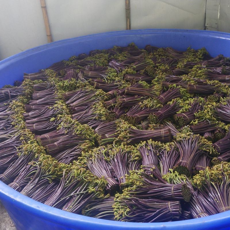 2023年新鲜蕨菜微菜产地一手货源当天下山定量包装！