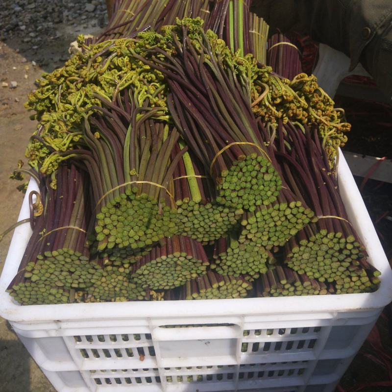 2023年新鲜蕨菜微菜产地一手货源当天下山定量包装！