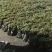 2023年新鲜蕨菜微菜产地一手货源当天下山定量包装！