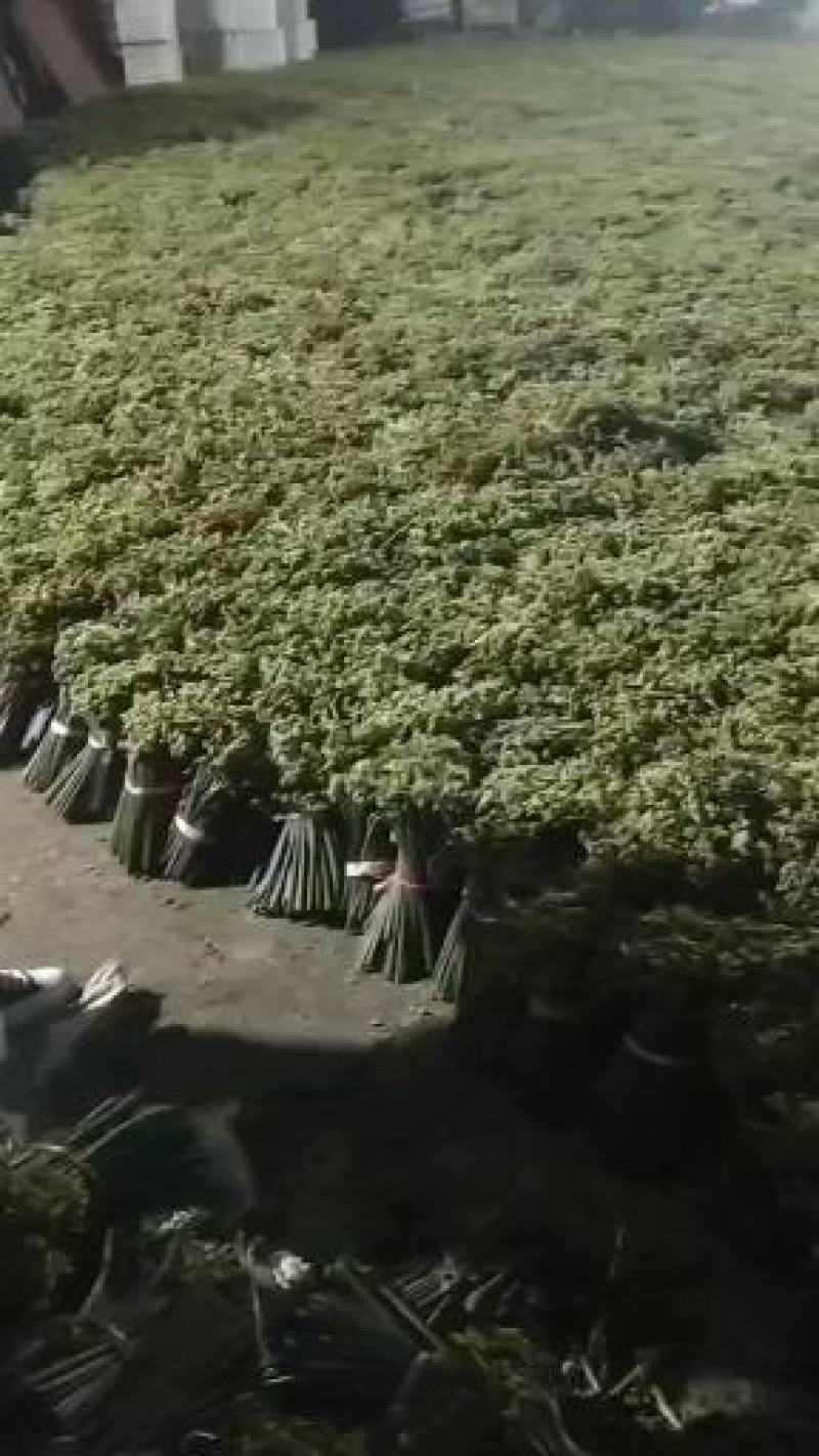 2023年新鲜蕨菜微菜产地一手货源当天下山定量包装！
