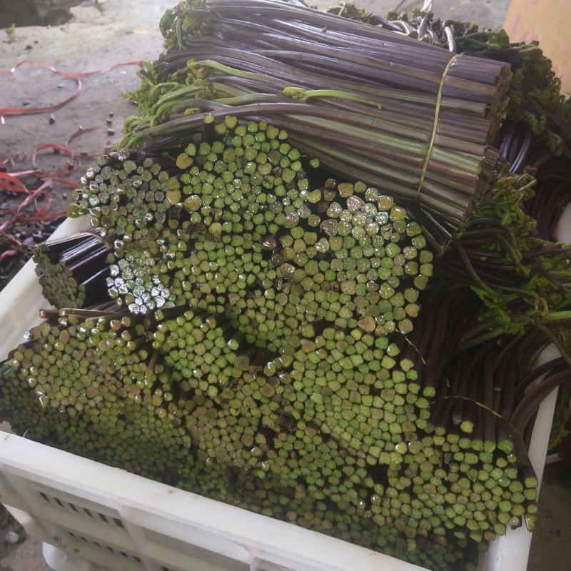 2023年新鲜蕨菜微菜产地一手货源当天下山定量包装！