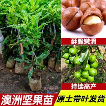 澳洲坚果夏威夷果嫁接树苗南北方地栽盆栽庭院种植带土叶广西