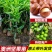 澳洲坚果夏威夷果嫁接树苗南北方地栽盆栽庭院种植带土叶广西