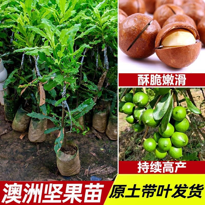 澳洲坚果夏威夷果嫁接树苗南北方地栽盆栽庭院种植带土叶广西