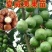 澳洲坚果夏威夷果嫁接树苗南北方地栽盆栽庭院种植带土叶广西
