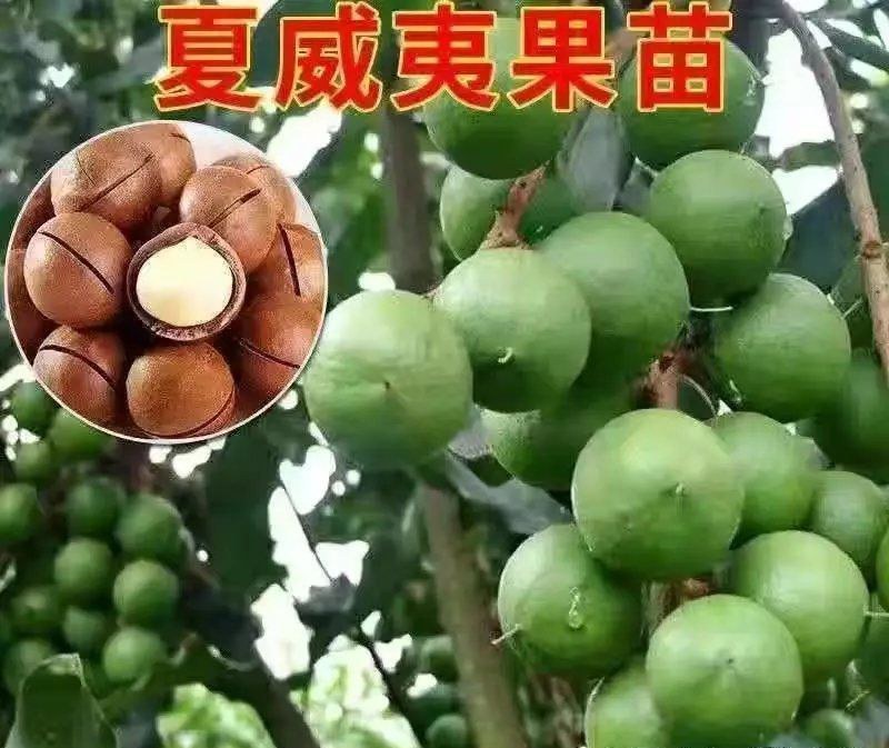 澳洲坚果夏威夷果嫁接树苗南北方地栽盆栽庭院种植带土叶广西