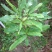 澳洲坚果夏威夷果嫁接树苗南北方地栽盆栽庭院种植带土叶广西