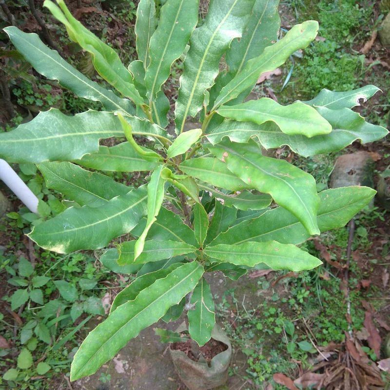 澳洲坚果夏威夷果嫁接树苗南北方地栽盆栽庭院种植带土叶广西