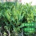 澳洲坚果夏威夷果嫁接树苗南北方地栽盆栽庭院种植带土叶广西