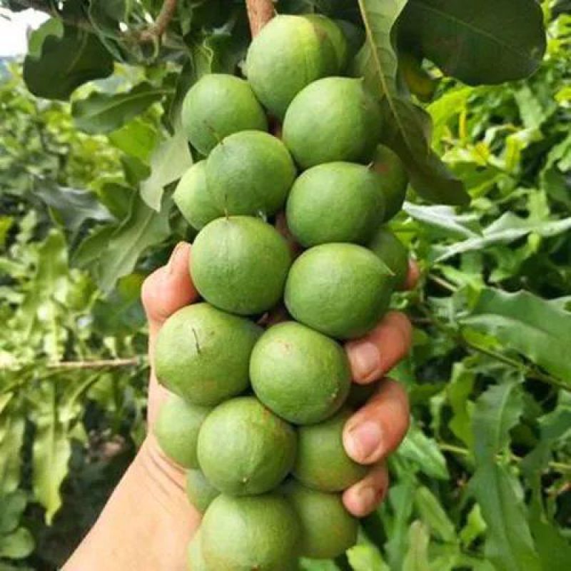 澳洲坚果夏威夷果嫁接树苗南北方地栽盆栽庭院种植带土叶广西