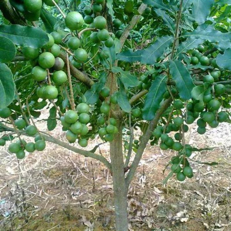 澳洲坚果夏威夷果嫁接树苗南北方地栽盆栽庭院种植带土叶广西