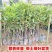 澳洲坚果夏威夷果嫁接树苗南北方地栽盆栽庭院种植带土叶广西