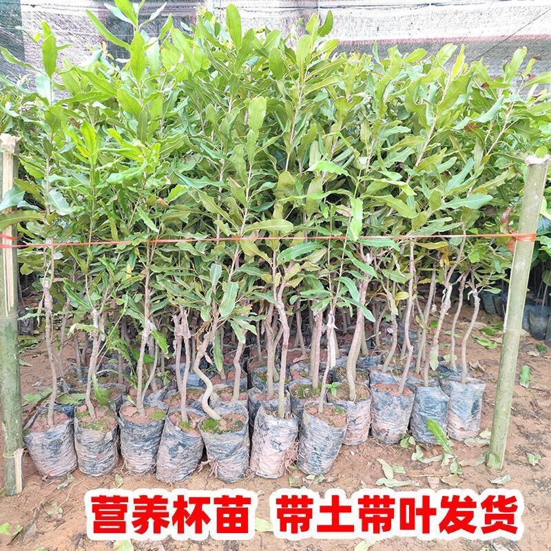 澳洲坚果夏威夷果嫁接树苗南北方地栽盆栽庭院种植带土叶广西
