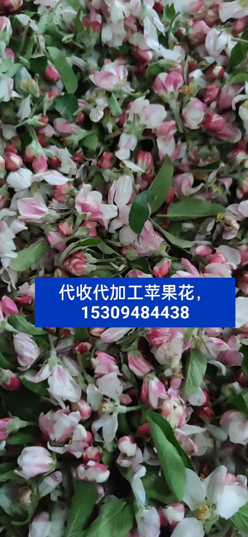 代收代加工苹果花粉