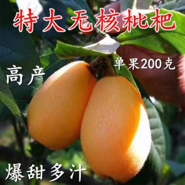 枇杷树苗正宗嫁接无核枇杷苗耐寒耐旱庭院北方南方种植当年结