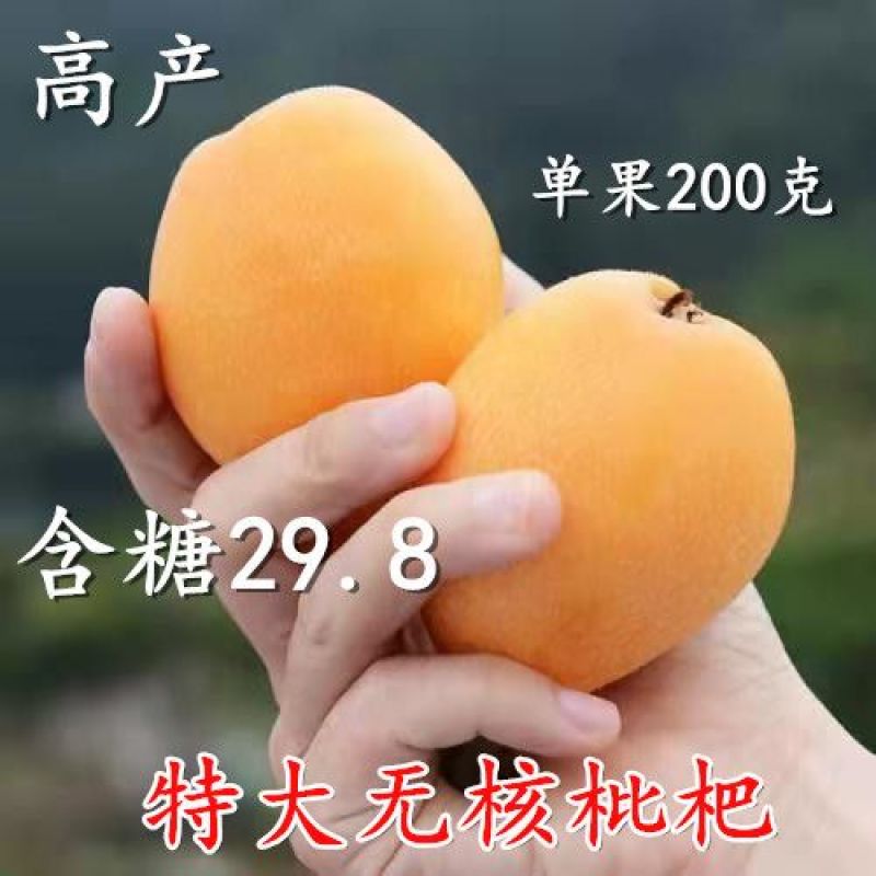 枇杷树苗正宗嫁接无核枇杷苗耐寒耐旱庭院北方南方种植当年结