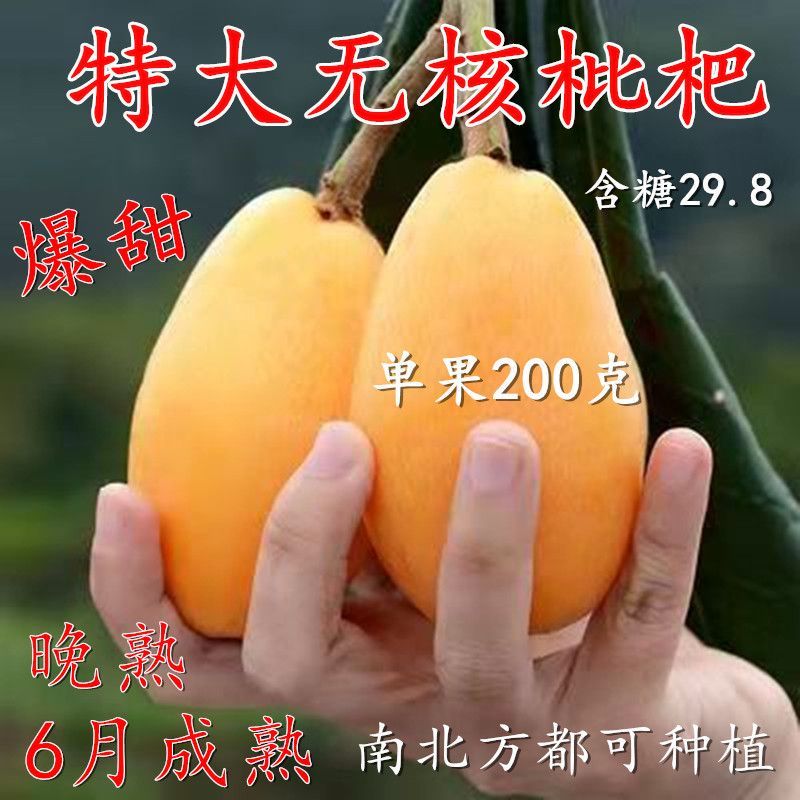 枇杷树苗正宗嫁接无核枇杷苗耐寒耐旱庭院北方南方种植当年结