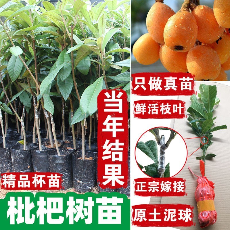 枇杷树苗正宗嫁接无核枇杷苗耐寒耐旱庭院北方南方种植当年结
