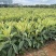 枇杷树苗正宗嫁接无核枇杷苗耐寒耐旱庭院北方南方种植当年结