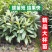 枇杷树苗正宗嫁接无核枇杷苗耐寒耐旱庭院北方南方种植当年结