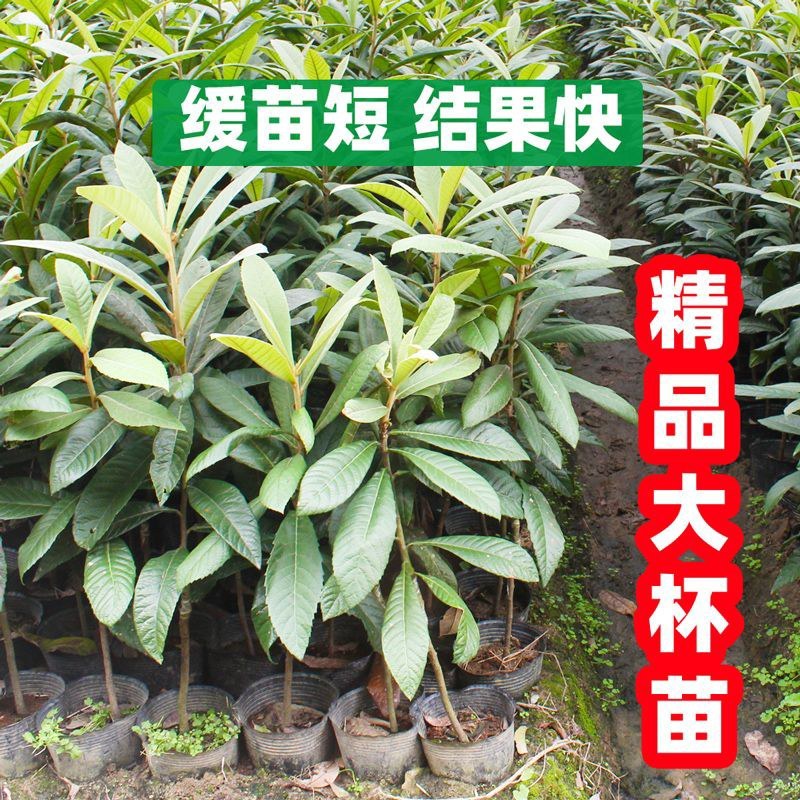枇杷树苗正宗嫁接无核枇杷苗耐寒耐旱庭院北方南方种植当年结