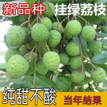 新品种挂绿荔枝苗仙进奉冰荔枝荔枝果树苗嫁接苗带土带叶发货