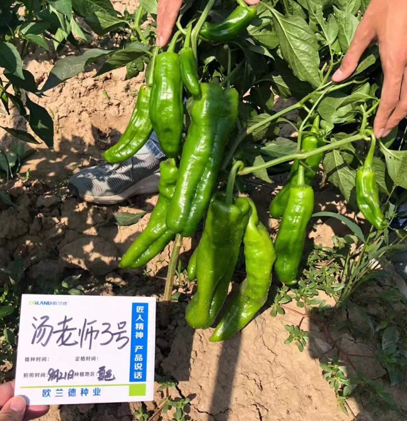 大辣椒种子特大果牛角椒种子早熟微辣果色翠绿特高产辣椒种子