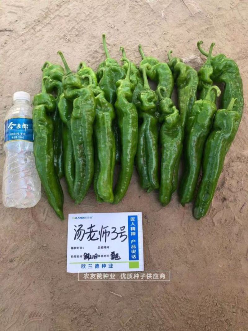 大辣椒种子特大果牛角椒种子早熟微辣果色翠绿特高产辣椒种子