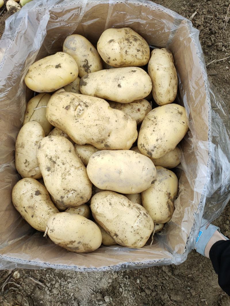 广东惠东土豆数万亩新鲜供应，