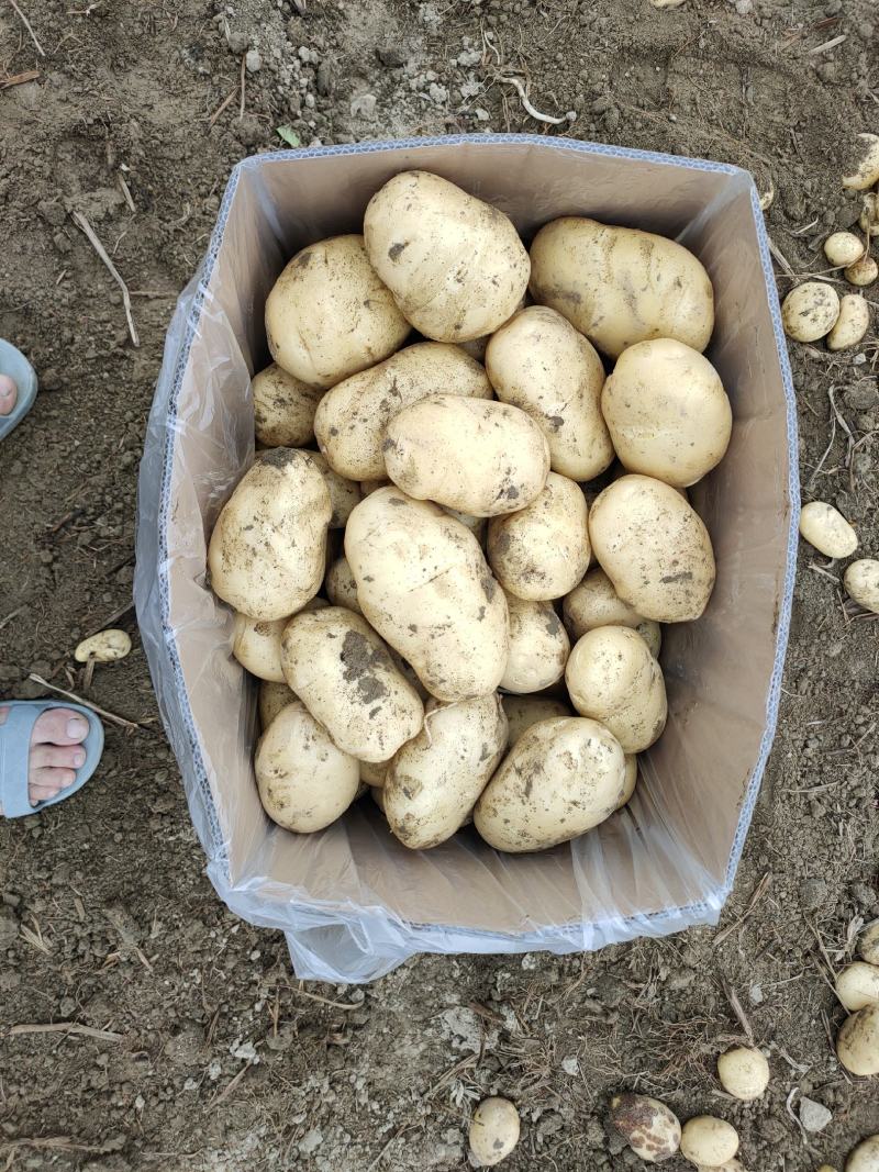 广东惠东土豆数万亩新鲜供应，