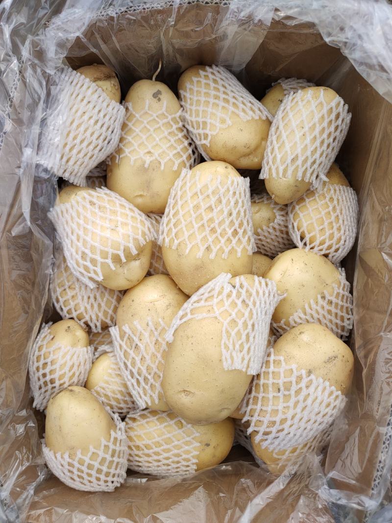 广东惠东土豆数万亩新鲜供应，