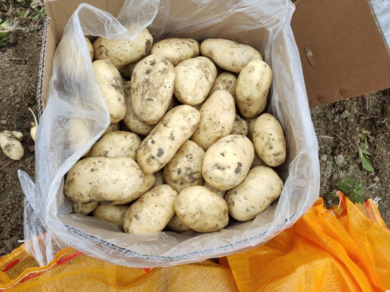 广东惠东土豆数万亩新鲜供应，