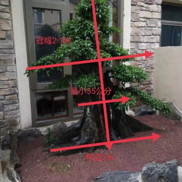 金蛋子