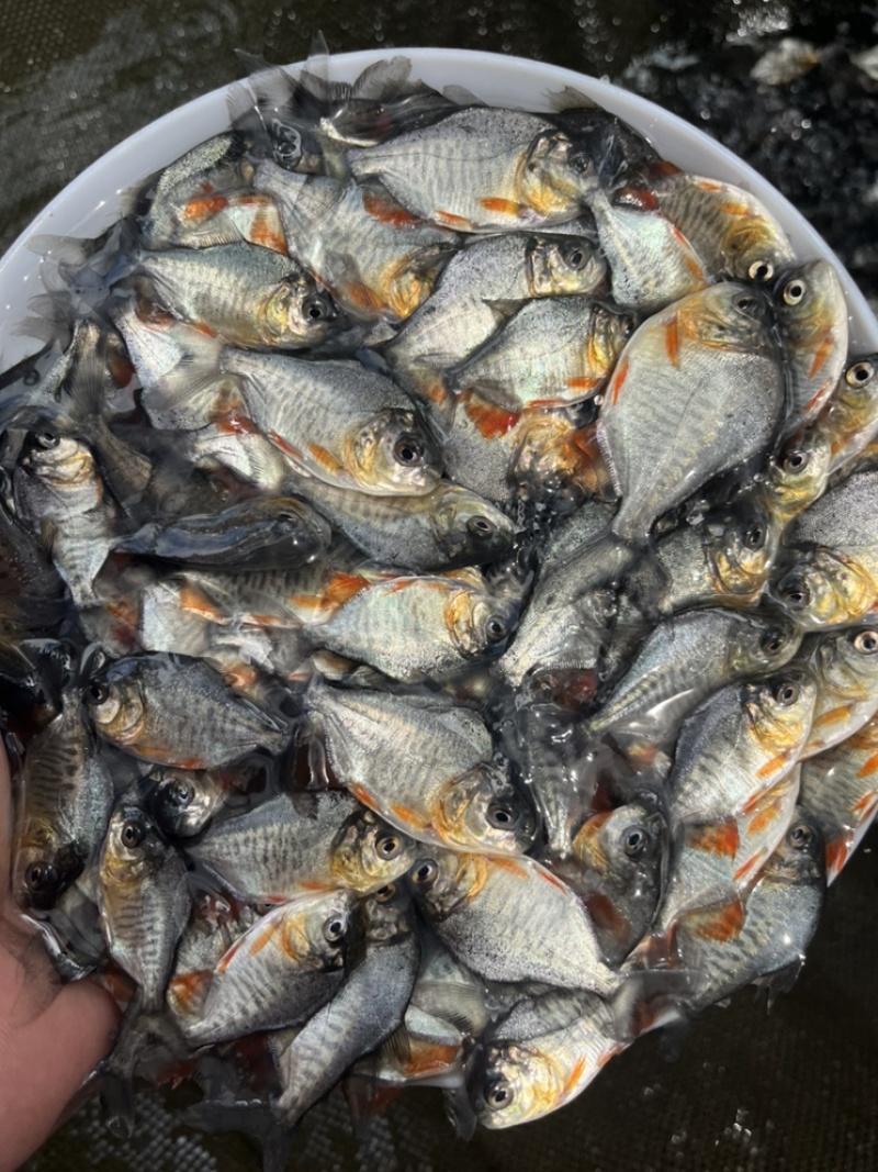 优选红白鲳鱼苗热带鱼类量大从优好养快大技术指导