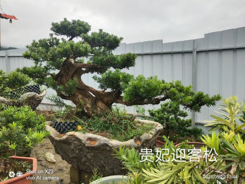 罗汉松