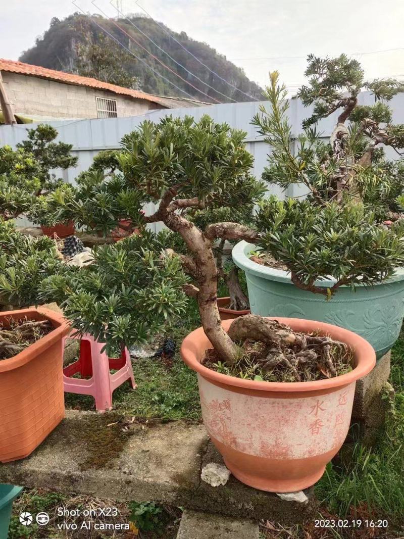 罗汉松