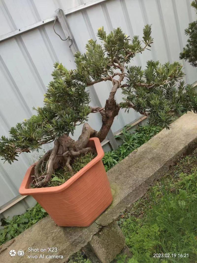 罗汉松