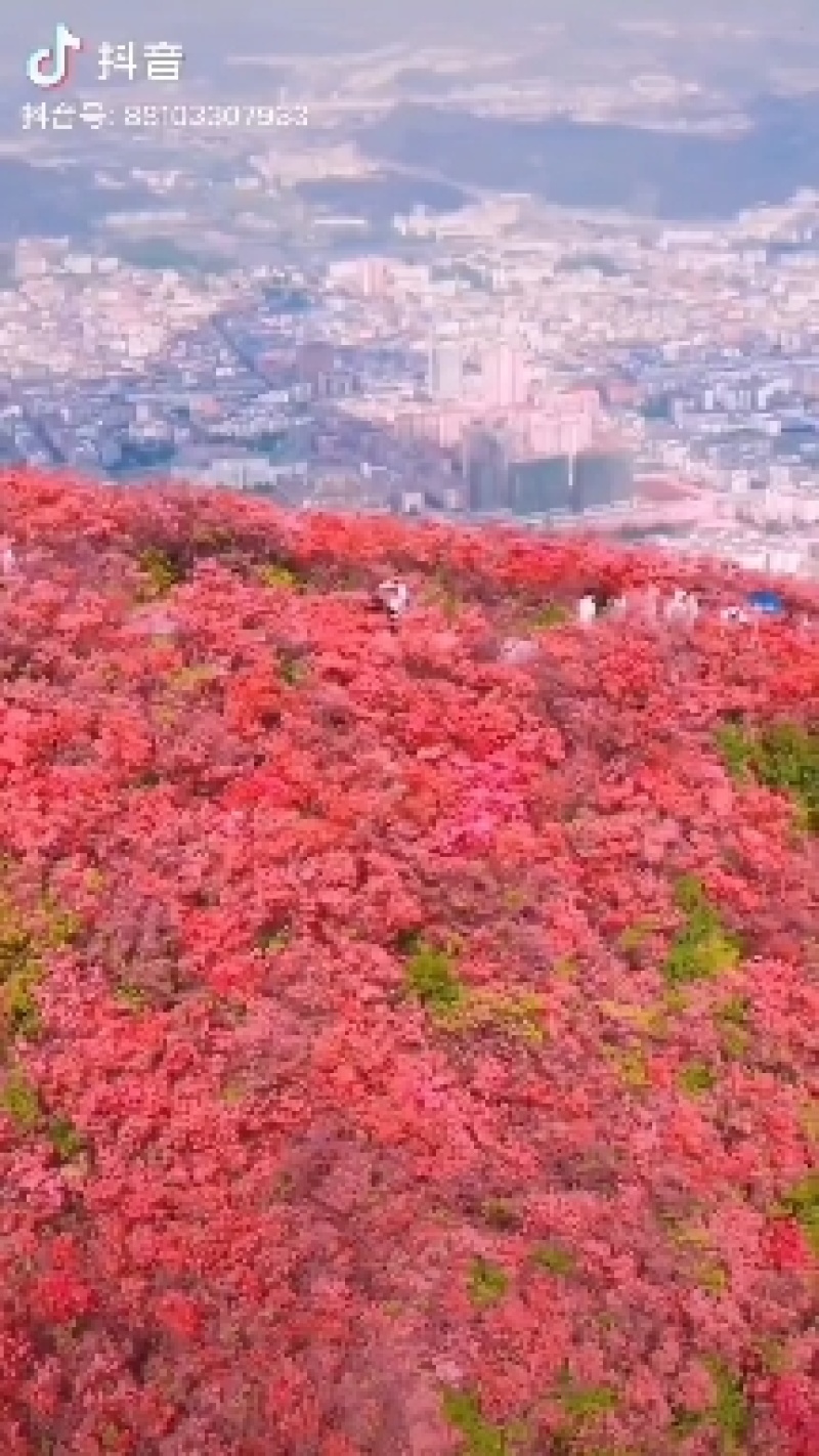 映山红