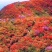 映山红