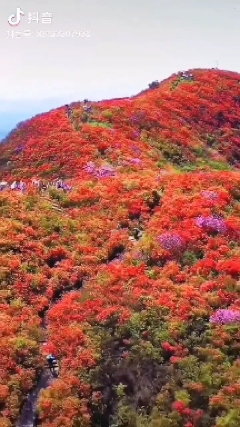 映山红