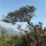 映山红