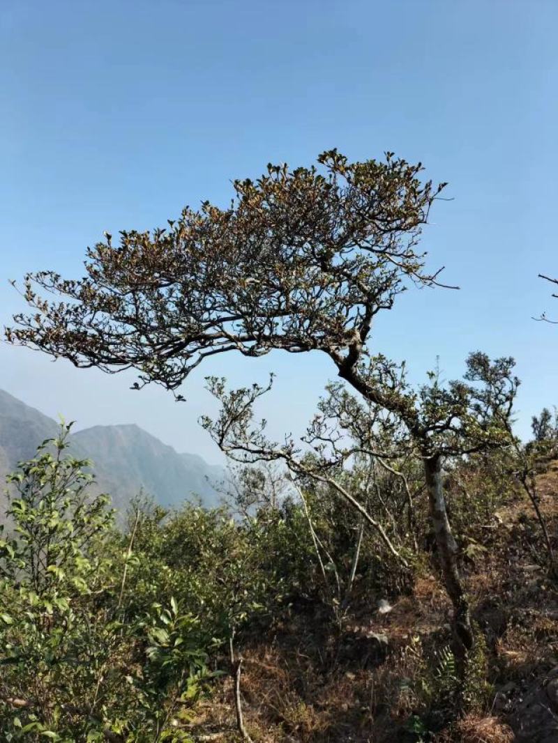 映山红