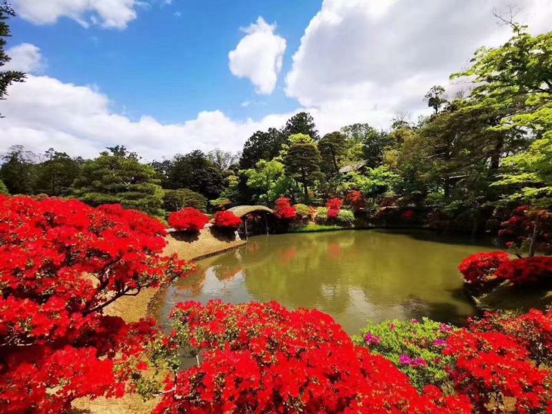 映山红