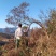 映山红
