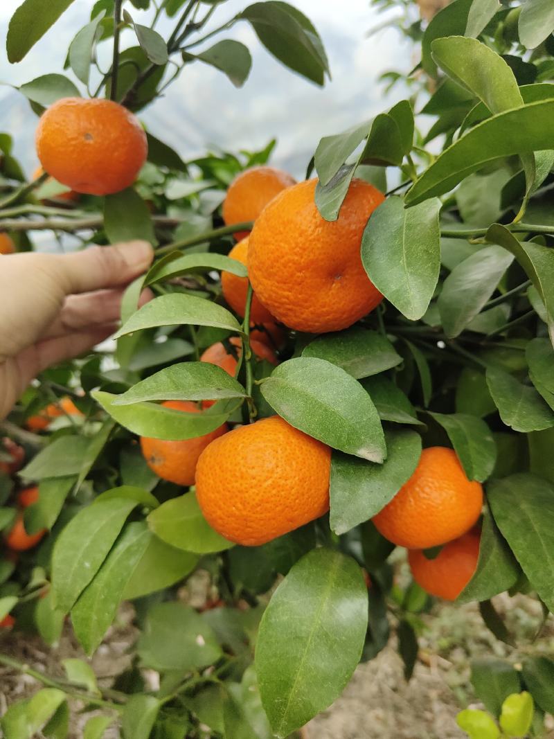 90亩砂糖橘最后靓货