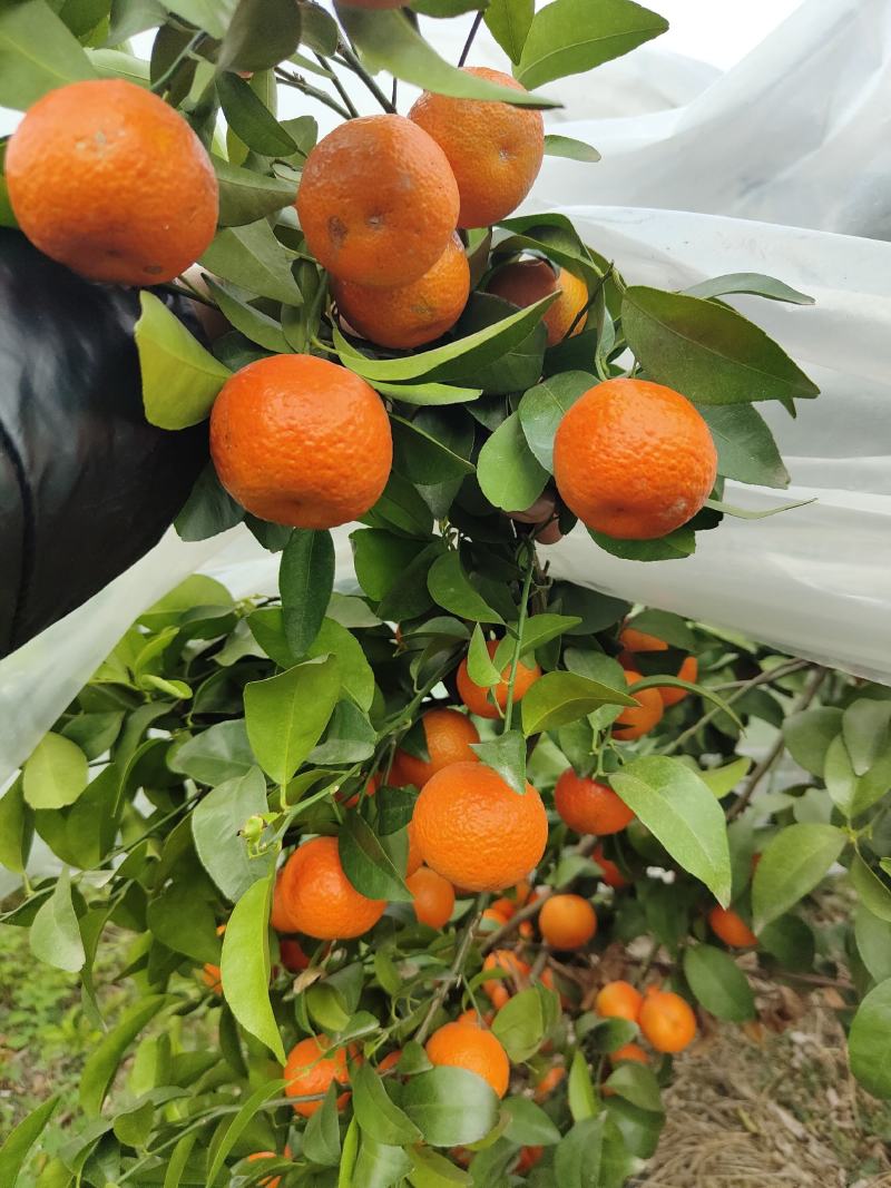90亩砂糖橘最后靓货