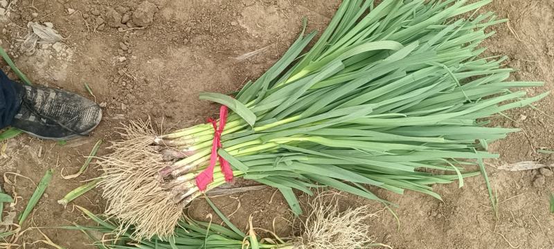 红根蒜苗一亩田推荐一手货源产地直发全国各地